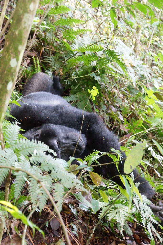 Die Gorillas im Bwindi-Nationalpark sind sozialisiert