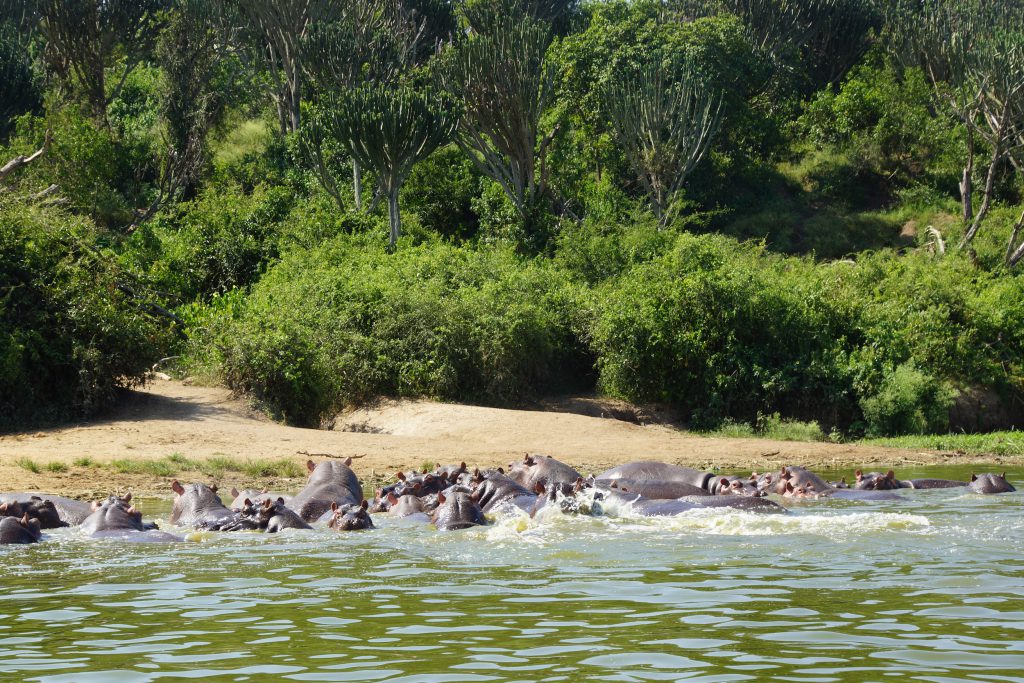 Nilpferde in Uganda
