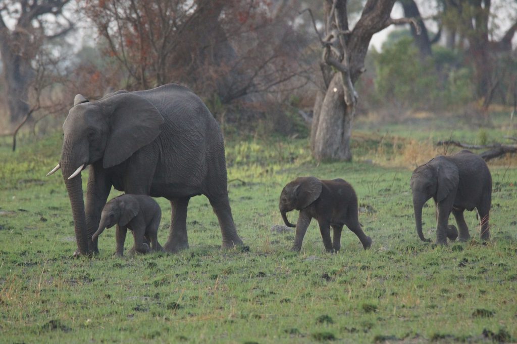 Große Elefantenherden leben im Okavango-Delta in Botswana